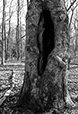 At Rest 32